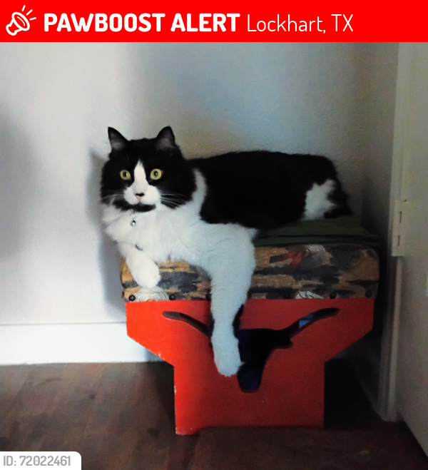 Lost Male Cat last seen E. Navarro and FM 672, Lockhart, TX 78644