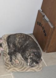 Lost Female Cat last seen Mustang Ave. in Texas National Subdivision, Willis, TX 77378