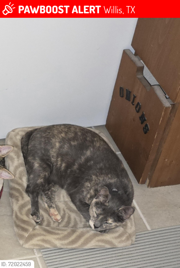 Lost Female Cat last seen Mustang Ave. in Texas National Subdivision, Willis, TX 77378