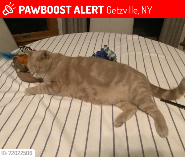 Lost Male Cat last seen Dodge Road, Campbell blvd, close to 990 Audubon exit, Getzville, NY 14068