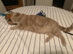 Lost Male Cat last seen Dodge Road, Campbell blvd, close to 990 Audubon exit, Getzville, NY 14068