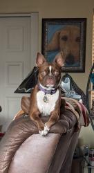 Lost Male Dog last seen 1st & 66th Ave W, Bayshore Gardens, FL 34207