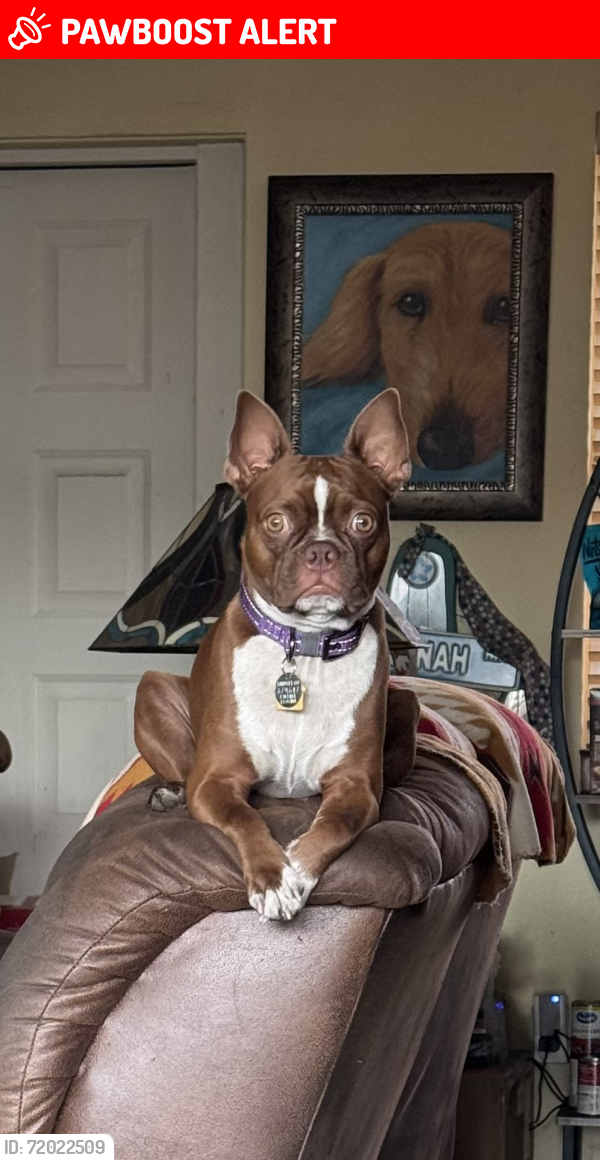 Lost Male Dog last seen 1st & 66th Ave W, Bayshore Gardens, FL 34207