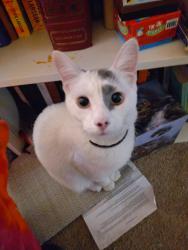 Lost Male Cat last seen Near NE 197th pl, Shoreline, WA 98155