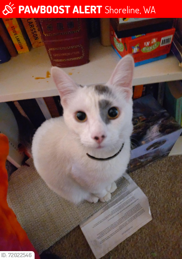 Lost Male Cat last seen Near NE 197th pl, Shoreline, WA 98155
