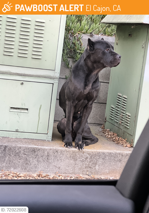Found/Stray Female Dog last seen Los coches, El Cajon, CA 92021