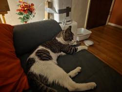 Found/Stray Male Cat last seen Tamarac forest, Oakland Park, FL 33309