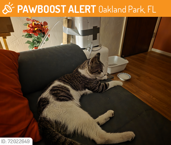 Found/Stray Male Cat last seen Tamarac forest, Oakland Park, FL 33309