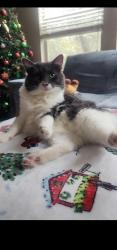 Lost Male Cat last seen Sprig creek dr and Dovie dr, Montgomery County, TX 77380