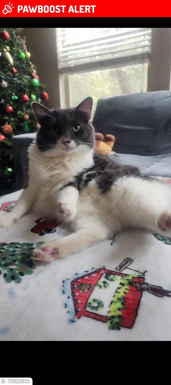 Lost Male Cat last seen Sprig creek dr and Dovie dr, Montgomery County, TX 77380