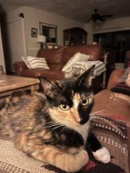 Lost Female Cat last seen Rudeloff and Lakeridge, Seguin, TX 78155