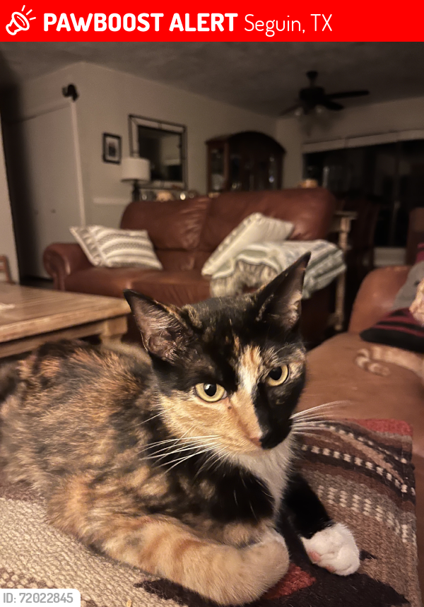 Lost Female Cat last seen Rudeloff and Lakeridge, Seguin, TX 78155