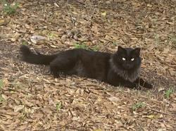 Lost Male Cat last seen Dunbridge subdivision , Apopka, FL 32703