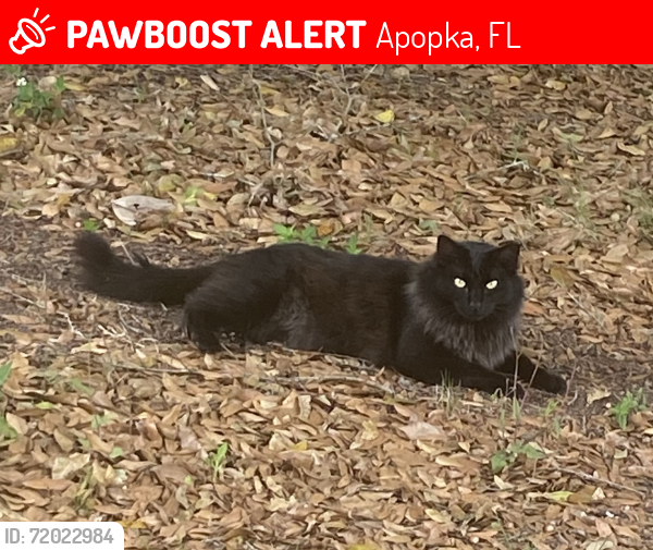 Lost Male Cat last seen Dunbridge subdivision, Apopka, FL 32703