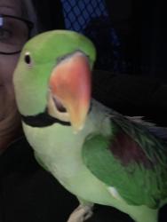 Lost Male Bird last seen Ortona pde, Como, NSW 2226