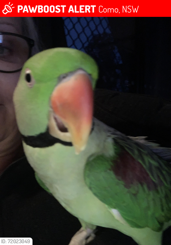 Lost Male Bird last seen Ortona pde, Como, NSW 2226