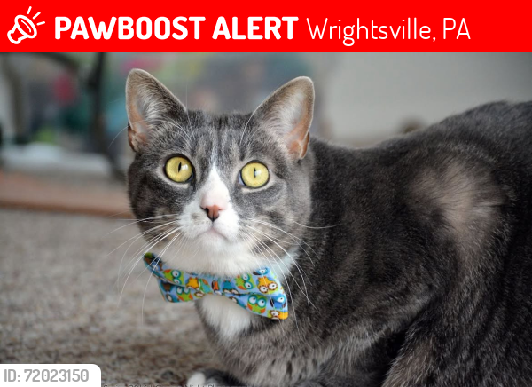 Lost Male Cat last seen Bairs Mill Road-last spotted 9/6 , Wrightsville, PA 17368
