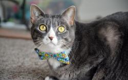 Lost Male Cat last seen Bairs Mill Road-last spotted 9/6 , Wrightsville, PA 17368