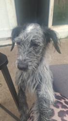 Reunited Female Dog last seen Galaxy rd, Garland, TX 75044