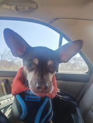 Lost Male Dog last seen Hampshire, Fort Worth, TX 76103