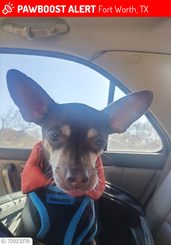 Lost Male Dog last seen Hampshire, Fort Worth, TX 76103