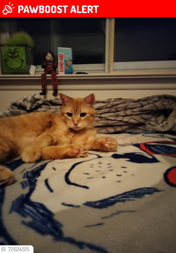 Lost Male Cat last seen Near Alton Circle walled lake MI 48390, Commerce Township, MI 48390