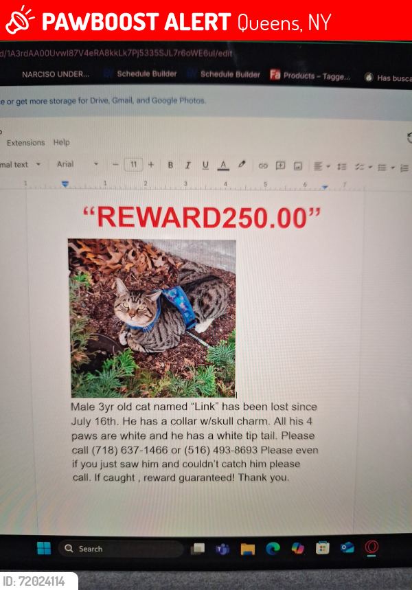 Lost Male Cat last seen Austin st and Leffert Blvd., Queens, NY 11375