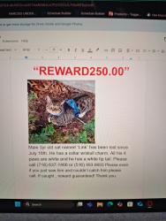 Lost Male Cat last seen Austin st and Leffert Blvd., Queens, NY 11375