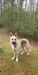Lost Female Dog last seen Lake rhodiss, Rhodhiss, NC 28645