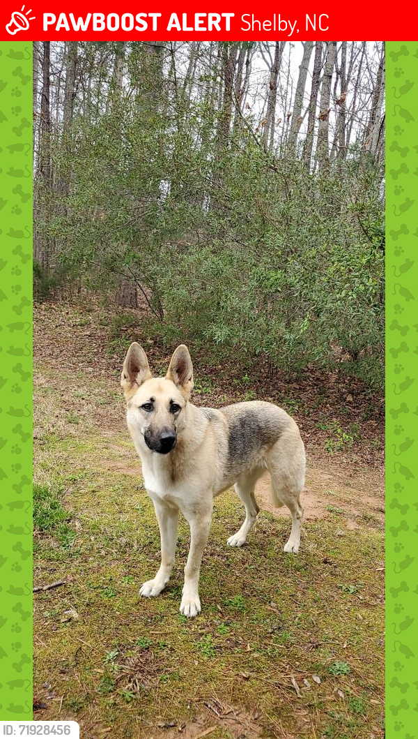Lost Female Dog last seen Lake rhodiss, Rhodhiss, NC 28645