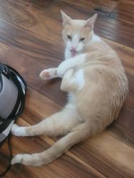 Lost Male Cat last seen Ausblick Ski Hill, Sussex, WI 53089