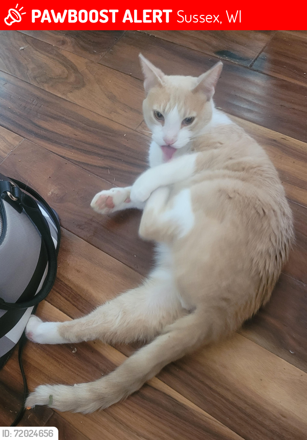 Lost Male Cat last seen Ausblick Ski Hill, Sussex, WI 53089