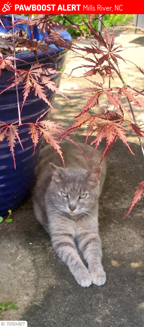 Lost Female Cat last seen Banner farm rd, mills river, Mills River, NC 28759