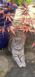 Lost Female Cat last seen Banner farm rd, mills river, Mills River, NC 28759