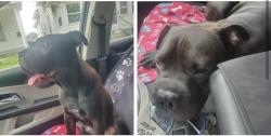 Reunited Male Dog last seen Woodward, Toledo, OH 43608