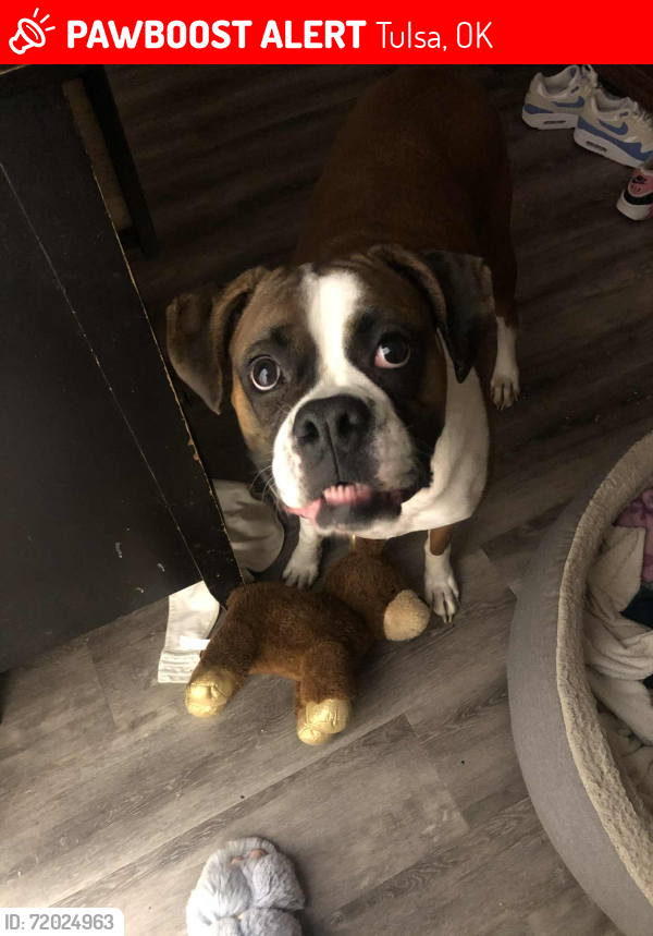 Lost Female Dog last seen 44th west avenue and 3rd street, Tulsa, OK 74127