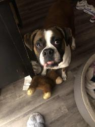 Lost Female Dog last seen 44th west avenue and 3rd street, Tulsa, OK 74127