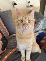 Lost Male Cat last seen SE 6th Place, White Salmon, WA , White Salmon, WA 98651