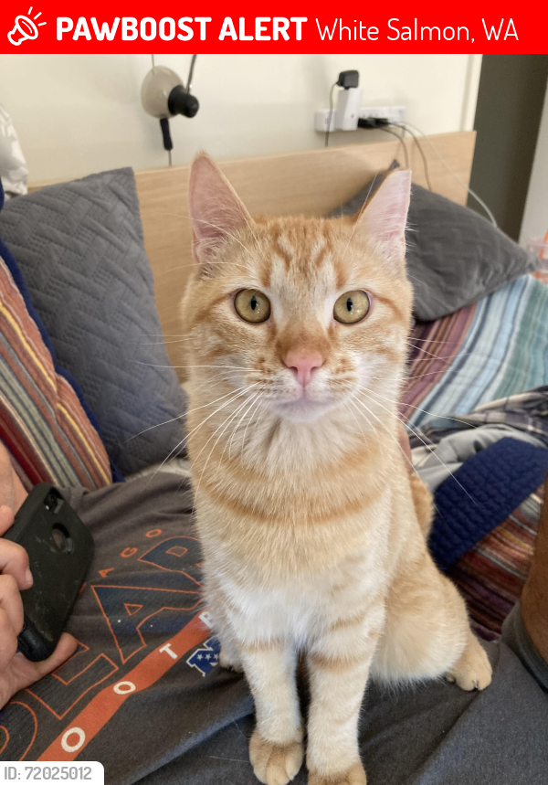Lost Male Cat last seen SE 6th Place, White Salmon, WA , White Salmon, WA 98651