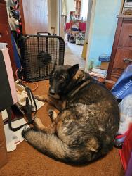 Lost Male Dog last seen Jamacha Blvd, spring Valley 91977, Spring Valley, CA 91977