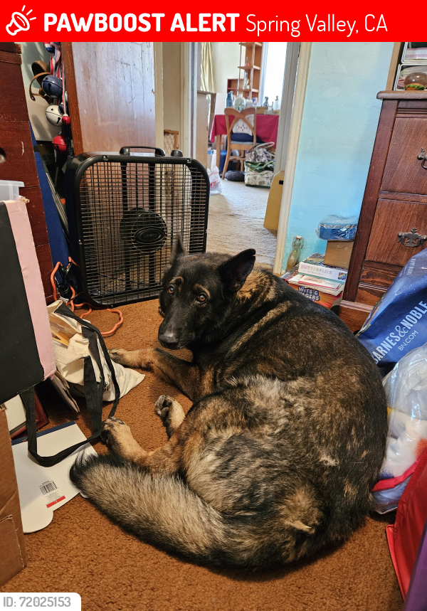Lost Male Dog last seen Jamacha Blvd, spring Valley 91977, Spring Valley, CA 91977