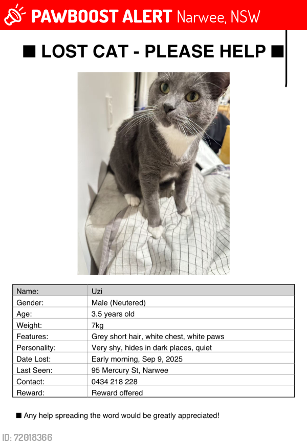 Lost Male Cat last seen Mercury st Narwee, Narwee, NSW 2209