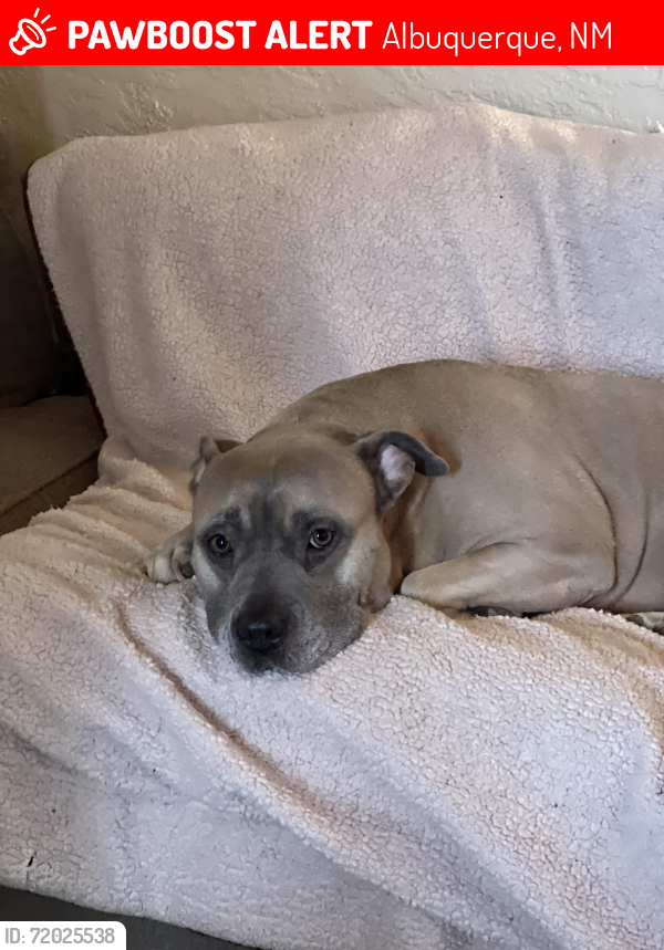 Albuquerque, NM Lost Female Dog, Velma Is Missing PawBoost