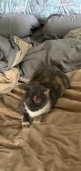 Lost Female Cat last seen Lake O’Springs & Pine Creek, Jackson Township, OH 44720
