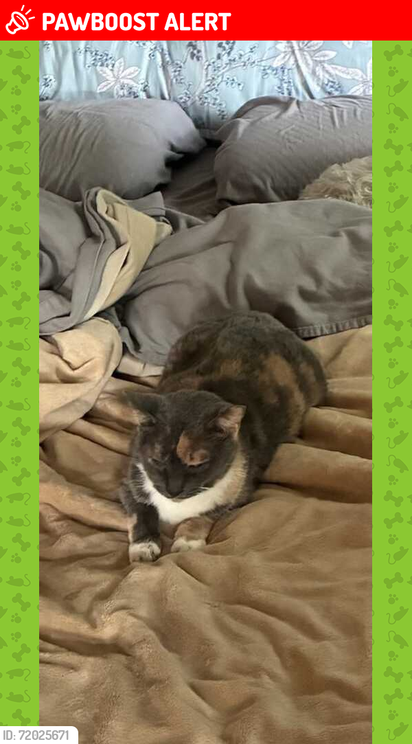 Lost Female Cat last seen Lake O’Springs & Pine Creek, Jackson Township, OH 44720