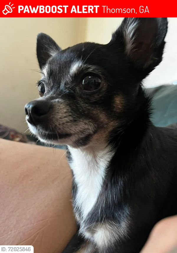 Lost Female Dog last seen Near Cobbham Rd, Thomson, GA 30824, USA, Thomson, GA 30824