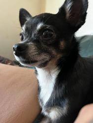 Lost Female Dog last seen Near Cobbham Rd, Thomson, GA 30824, USA, Thomson, GA 30824