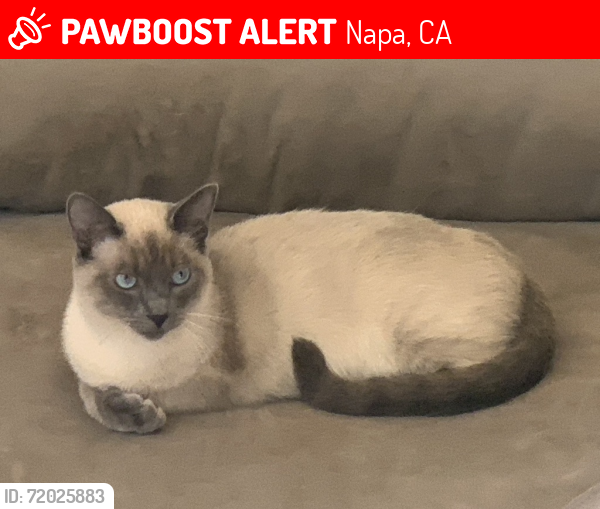 Lost Male Cat last seen Wine Country and Vindel, Napa, CA 94558