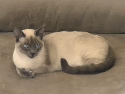 Lost Male Cat last seen Wine Country and Vindel, Napa, CA 94558