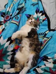 Lost Female Cat last seen Garcia St and Snow Heights Rd, Albuquerque, NM 87112